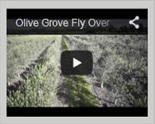 Video Video